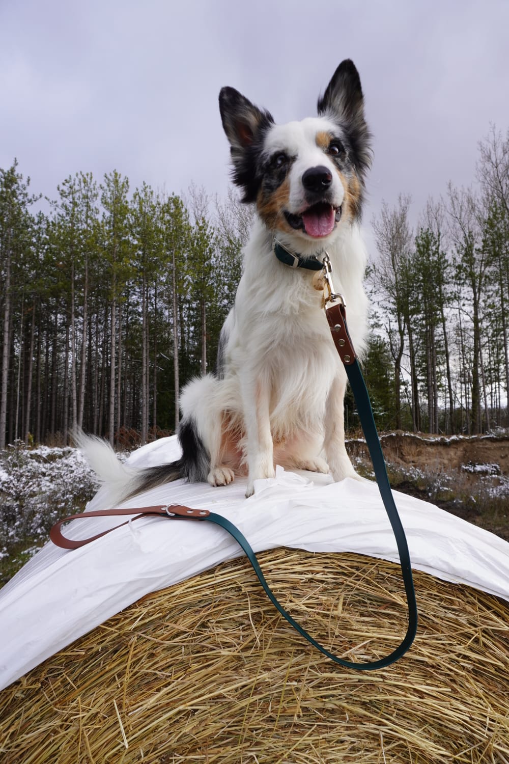 Two Tone Classic Leash