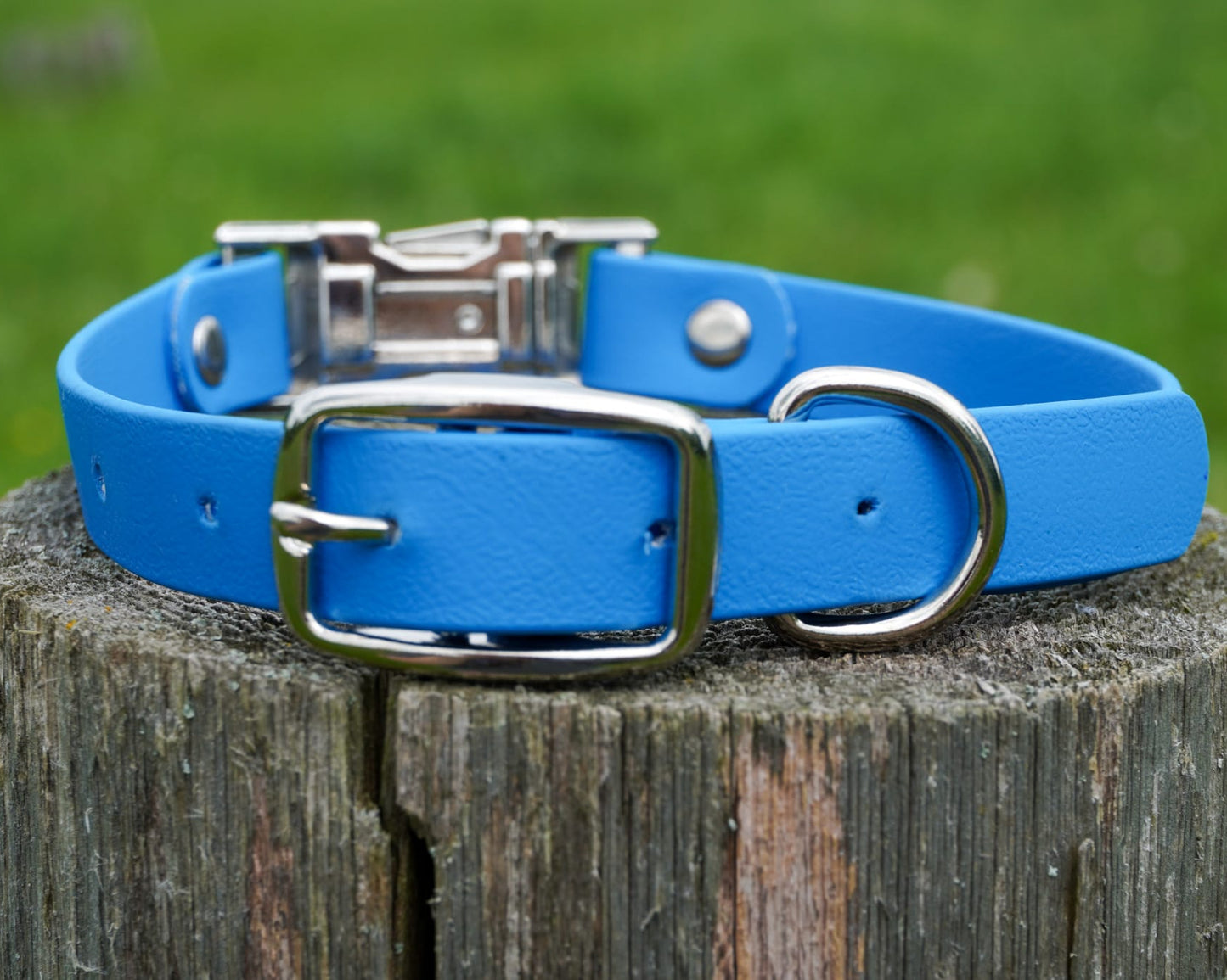 Double Buckle Collar
