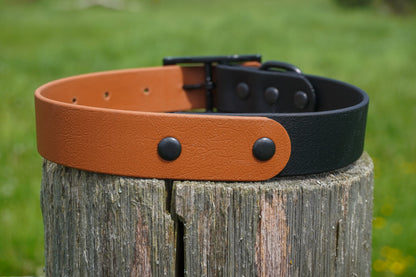 Two Tone Classic buckle Collar