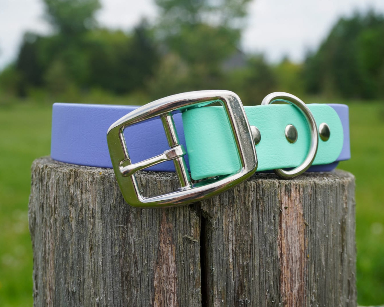 Two Tone Classic buckle Collar