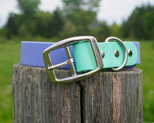 Two Tone Classic buckle Collar