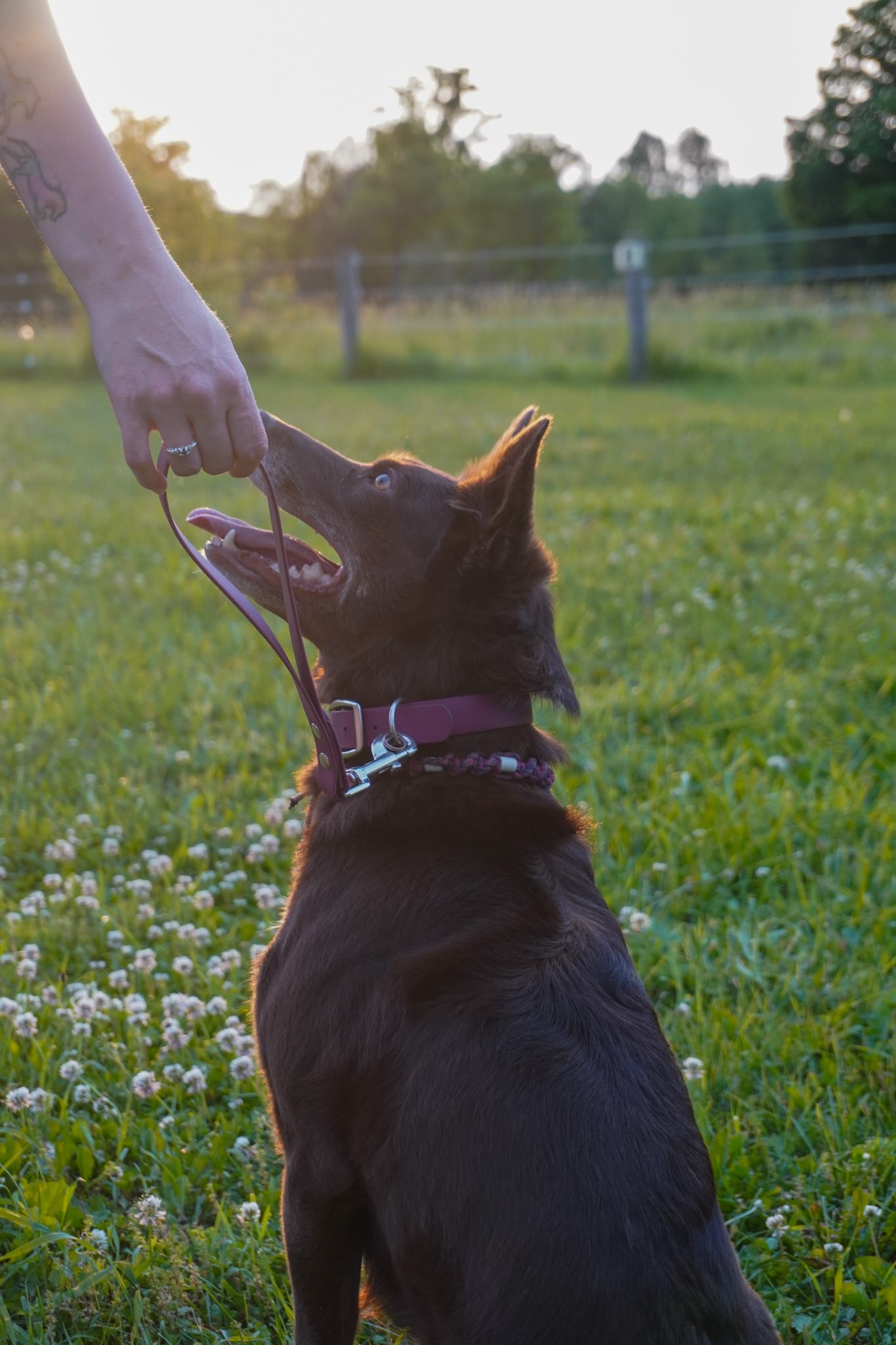 Grab Handle / traffic Handle