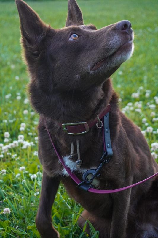 Convertible Slip Leash