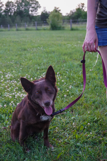 Convertible Slip Leash