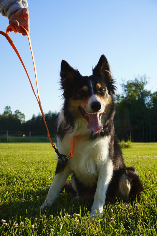 Leash Traffic Handle Add On