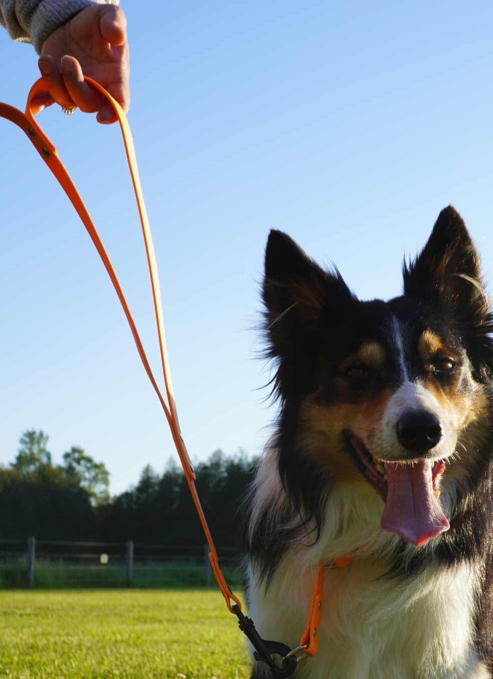 Leash Traffic Handle Add On